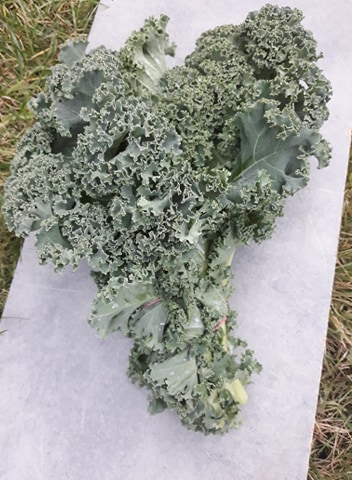 I will sell large amounts of kale in boxes or bundles, depending on the needs of the buyer