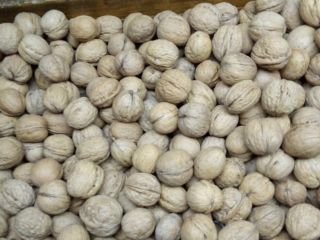I have for sale walnuts from this year's harvest.