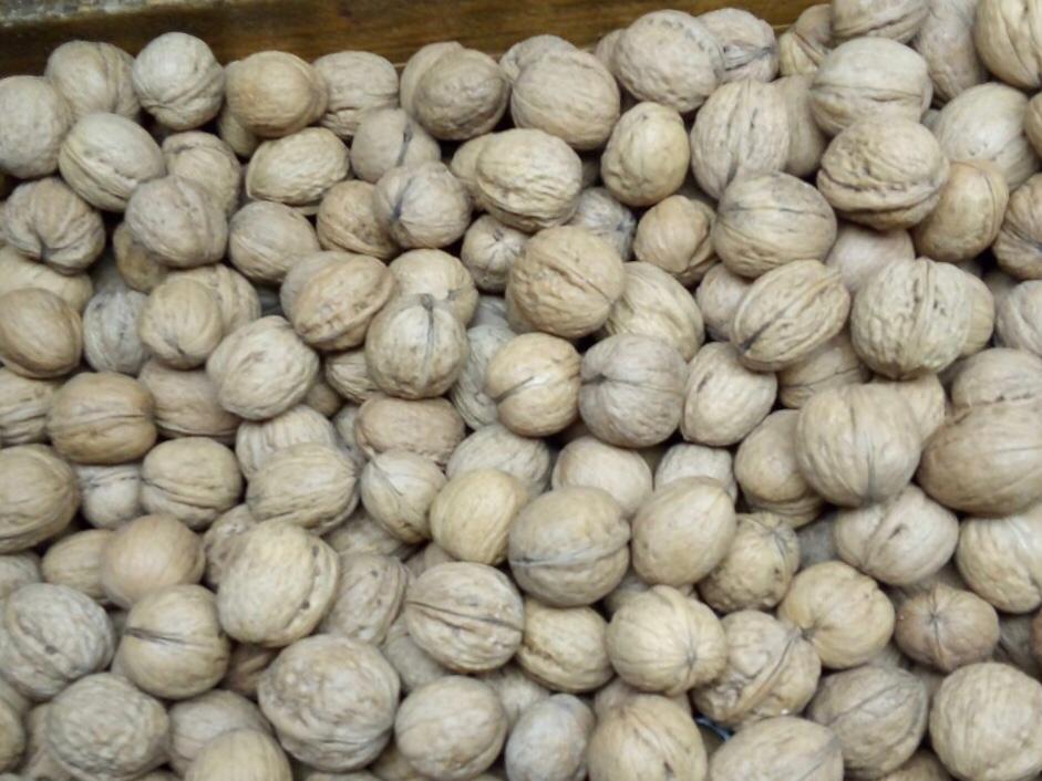 I have for sale walnuts from this year's harvest