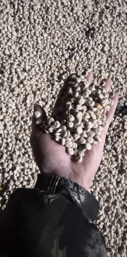 Dear ladies and gentlemen, we offer for delivery-Lupin white flat crop 2019.Country of origin-Russia.Indicators and calibers as agreed.Delivery on CIF or DAP