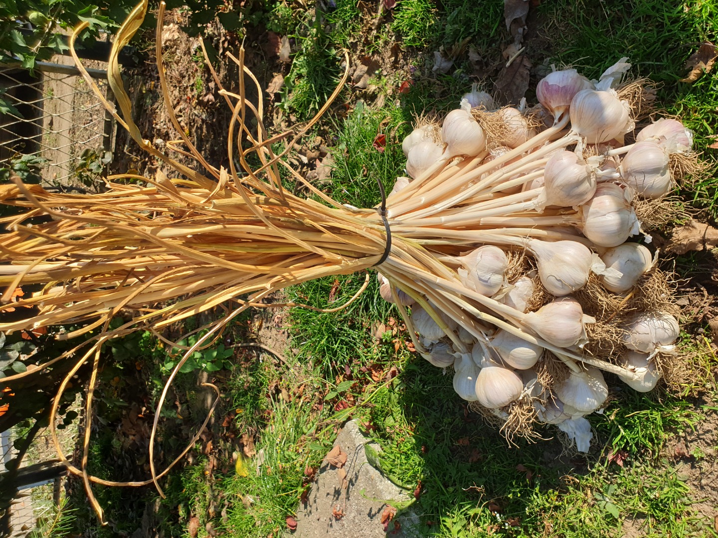 Healthy Polish garlic ornak!