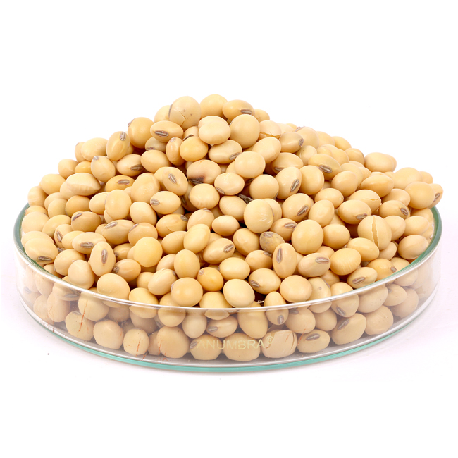 OVERVIEW Soybean Seed is an herbaceous annual plant in the family Fabaceae