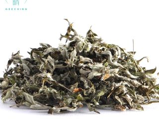 Artemisia argyi, commonly known as silvery wormwood or Chinese