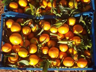 Mandarin country of origin Spain, Valencia region. Caliber 3-5