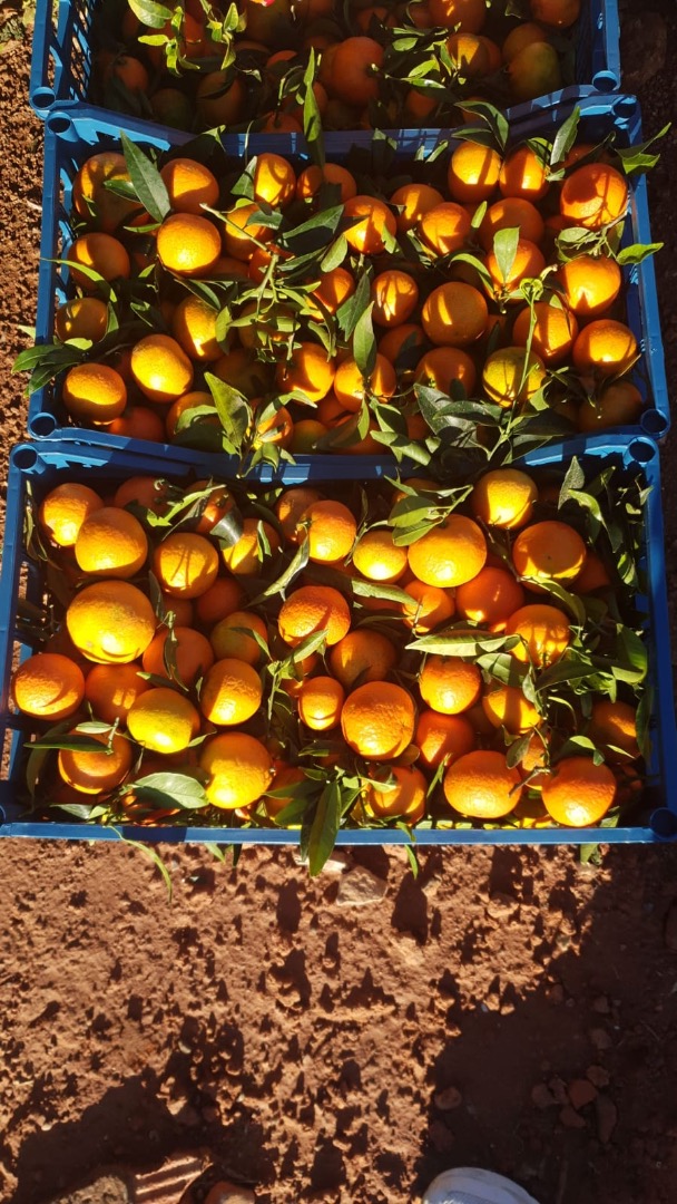 Mandarin country of origin Spain, Valencia region