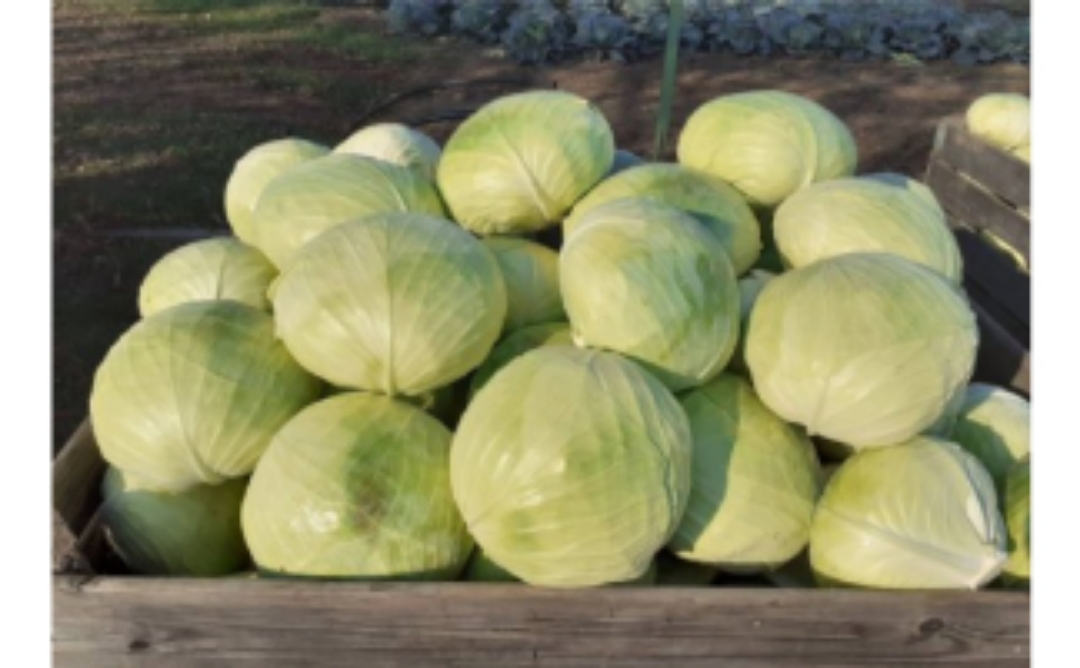 Fresh and nice cabbage for sale weight: 2-4kg quantity 3-6 t Contact me with confidence 0.39€/kg varies quantly greatly the price