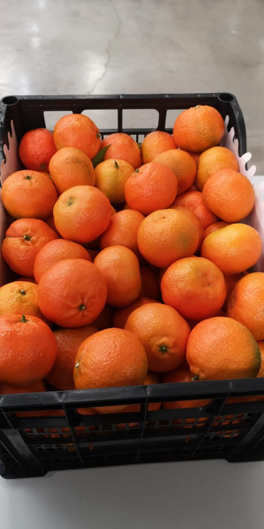 Greek Premium Clementine EXW PRICE => 0.68€/kg in wooden/plastic boxes of 10kg net weight