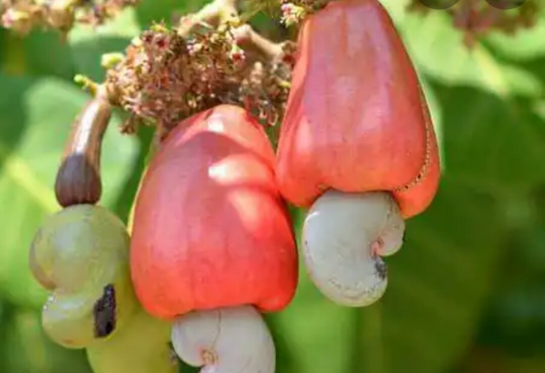 Highly quality, good condition packaged in various size --We HAVE A LOT CASHEWNUT
