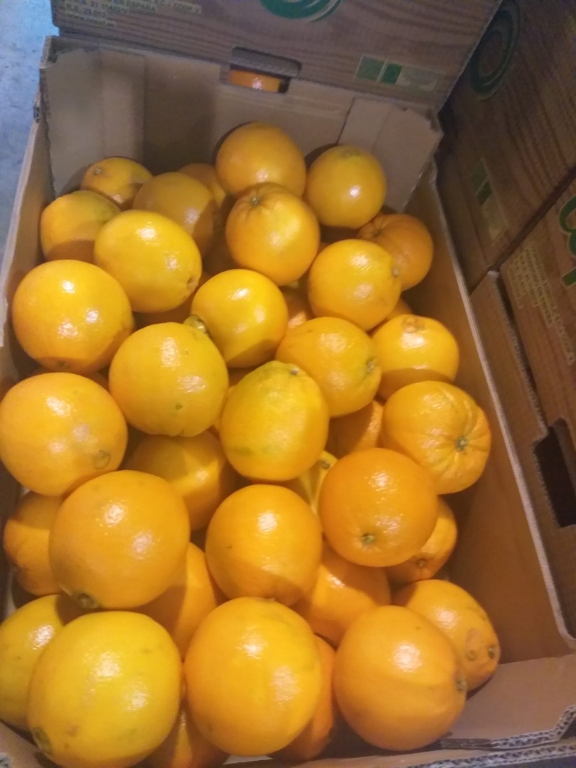 Oranges Spain región Valencia kal 7 8 packed 15 kg in custard or carton price 0.50 exw