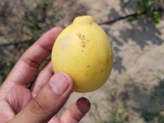 Approximately 40,000 kilograms of Lisbon and Eureka lemons will
