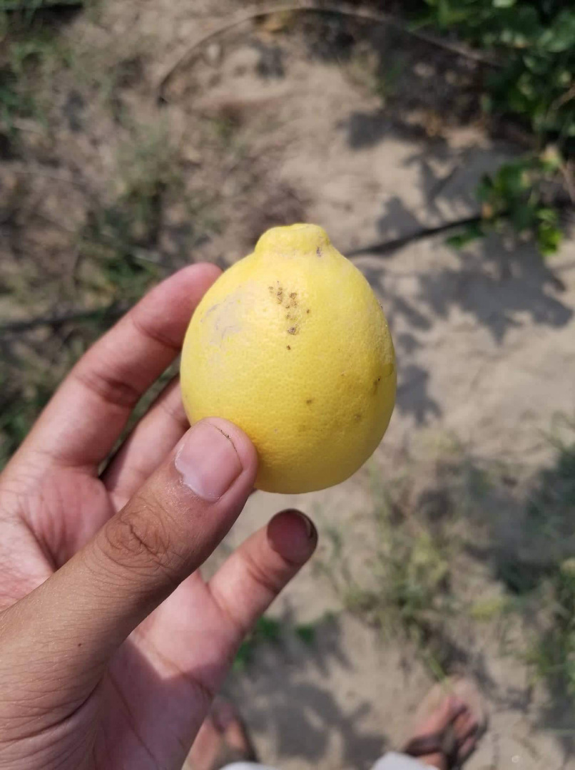 Approximately 40,000 kilograms of Lisbon and Eureka lemons will be ready for plucking and shipment in January 2020