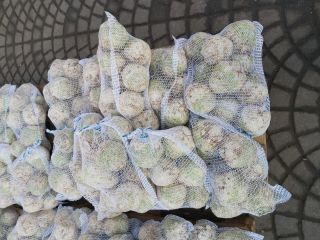 I WILL SELL A SELERA. LARGE QUANTITIES. DIRTY OR