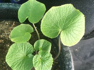 Wasabi Plants - DARUMA, MAZUMA, GREEN THUMB, MISHO 1