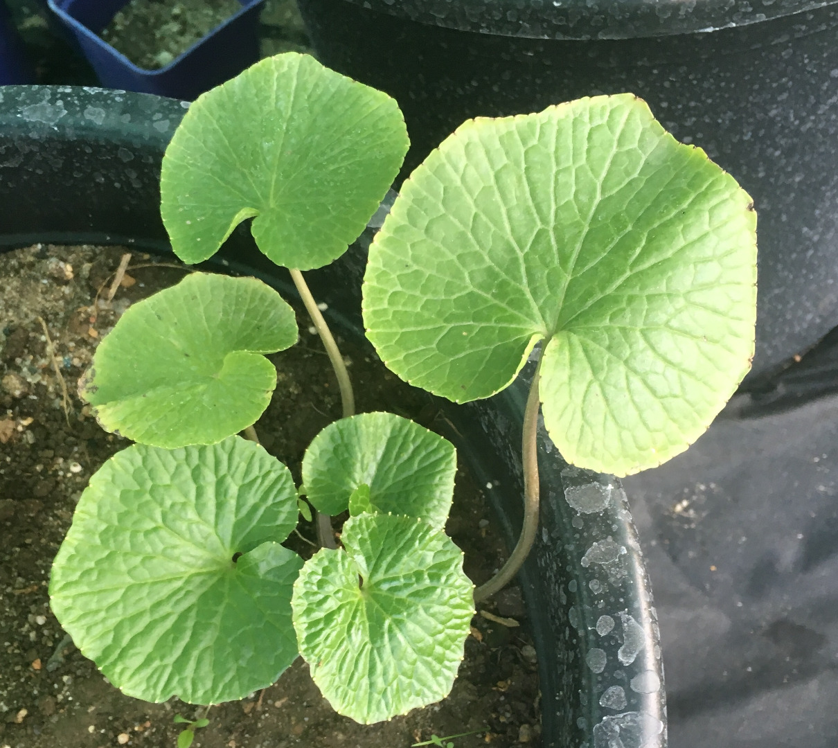 Wasabi Plants - DARUMA, MAZUMA, GREEN THUMB, MISHO 1 pc- 19,9 € (euro) ship- 18 € free shipp: 25 pcs- 18,9 € 50 pcs- 18,3 € 100 pcs- 16,9 € 500 pcs- 14 €