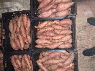 Sweet potato fresh nice every caliber pickup Warsaw