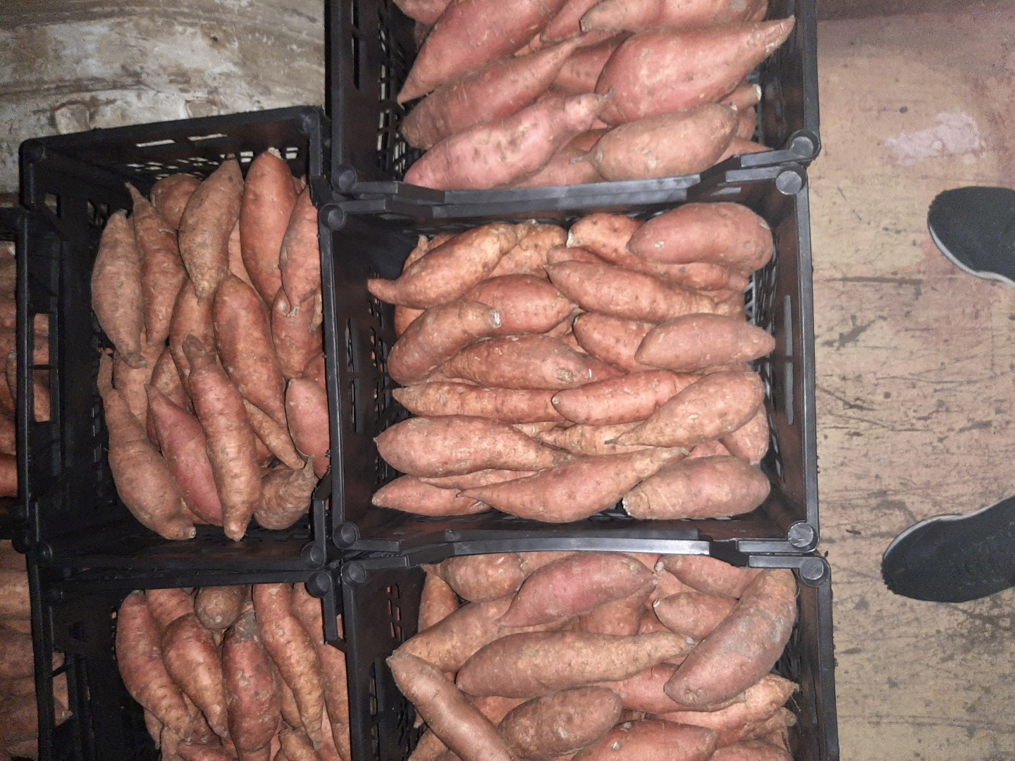 Sweet potato fresh nice every caliber pickup Warsaw