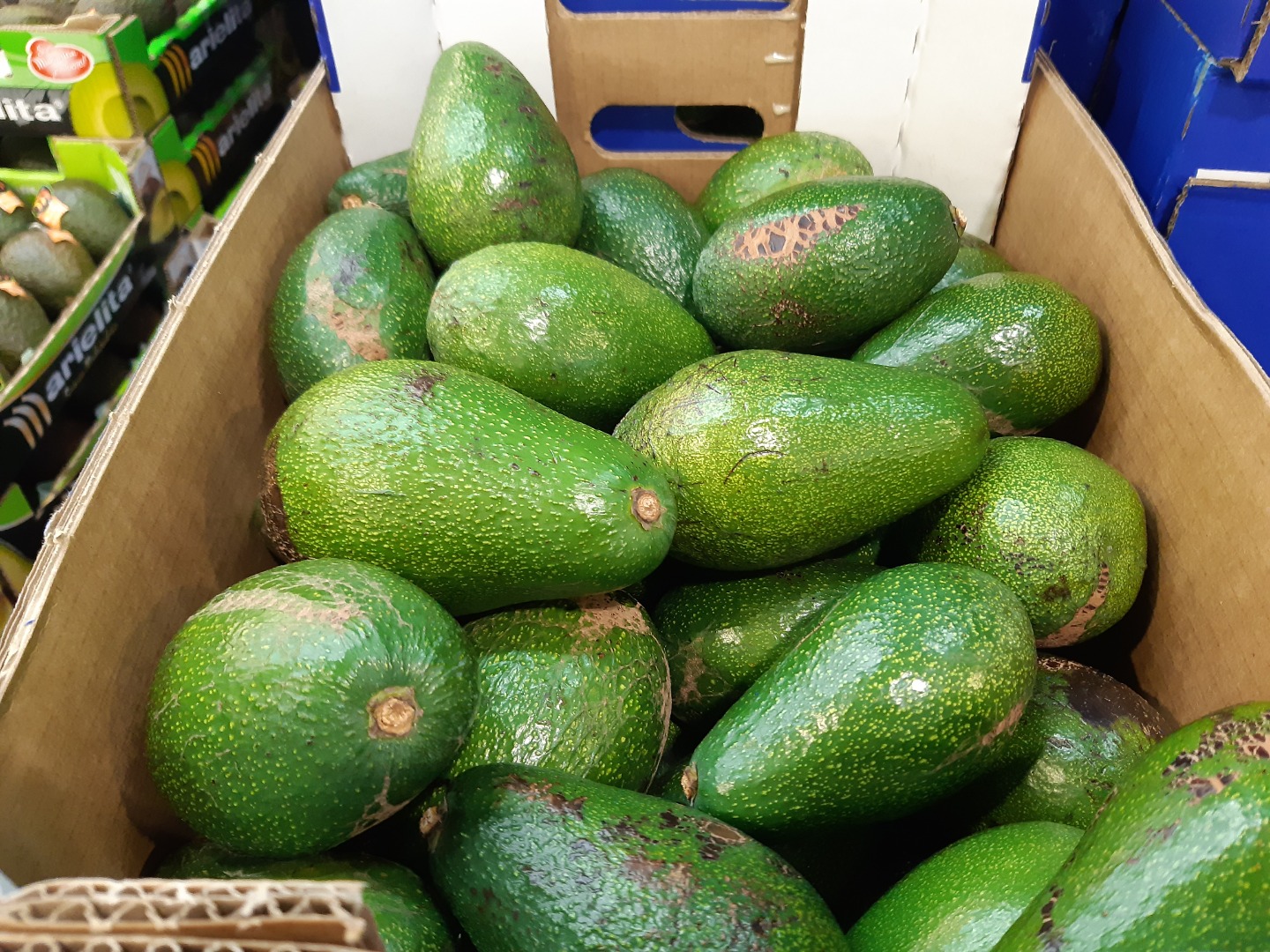 Avocados directly from the manufacturer