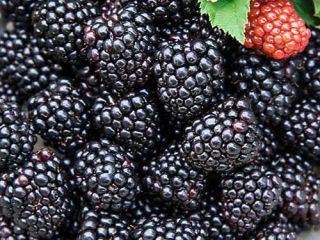 Fresh fruits produce