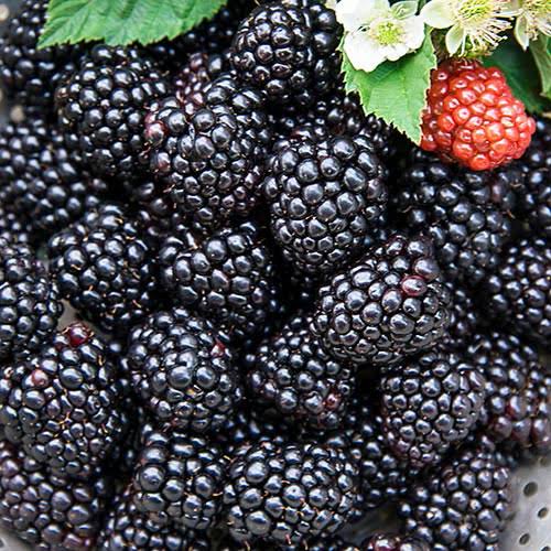 Fresh fruits produce