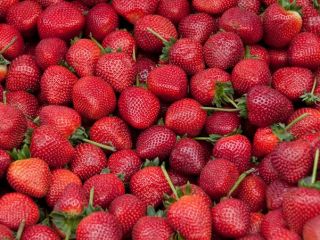 Fresh and Frozen available