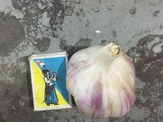 Selling fresh garlic varieties duchess, head size 40 -