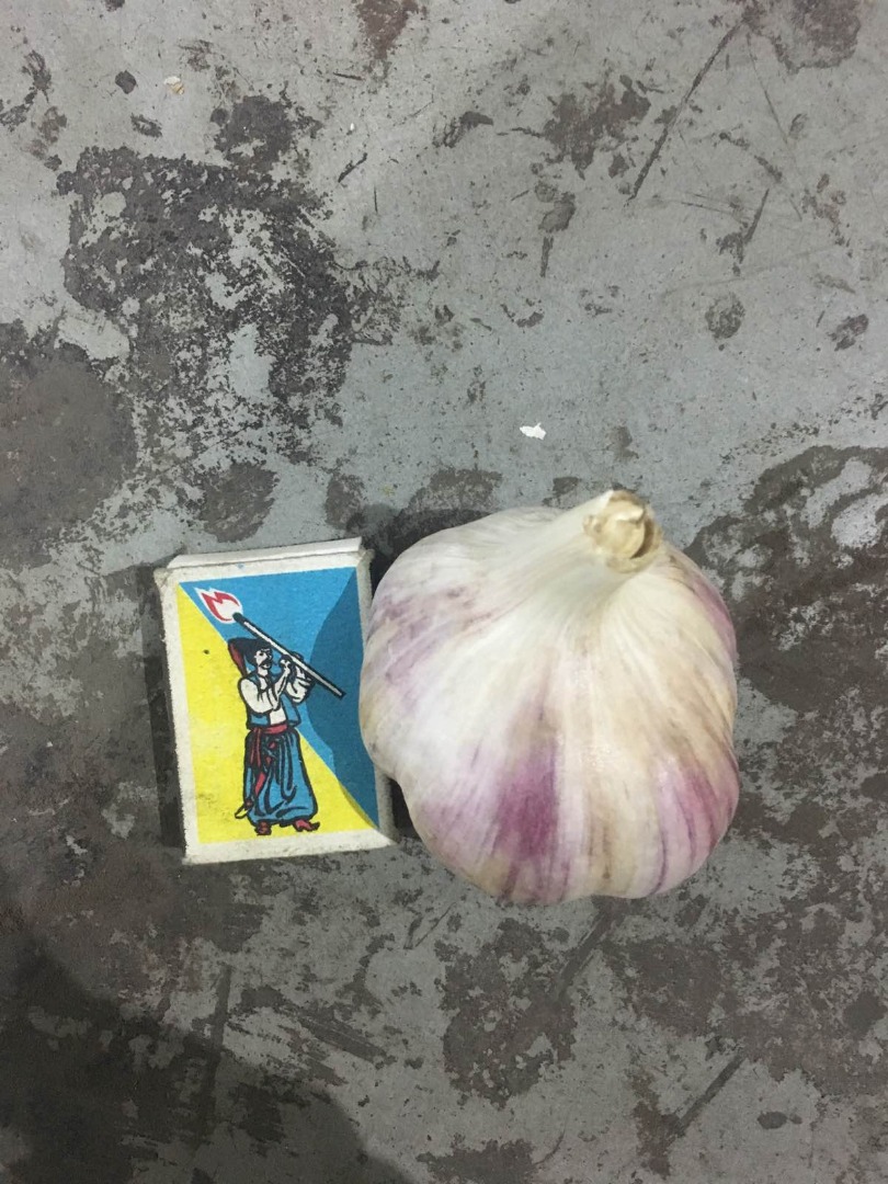 Selling fresh garlic varieties duchess, head size 40 - 45 mm, 45-50 mm 50 mm and more