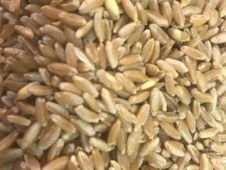We offer 4 classes of wheat. Volumes from 5,000