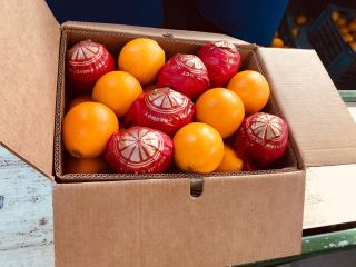 I will sell Oranges (Egypt) Egypt: United Horus for