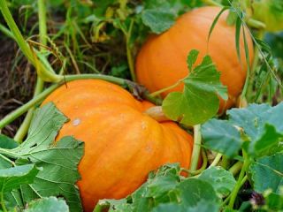 I will sell a Halloween pumpkin, please contact me