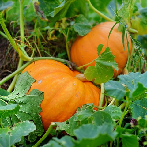 I will sell a Halloween pumpkin, please contact me if you are interested