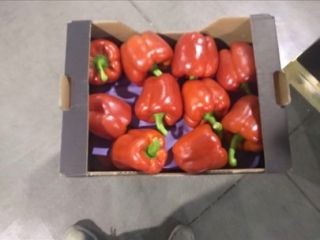 For sale California red pepper Class 2xG Country of