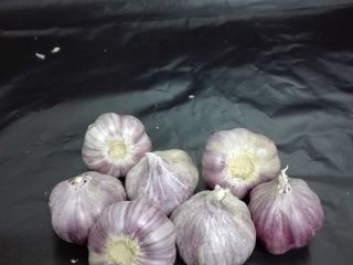 I will sell garlic variety Harnaś kalibere + 45