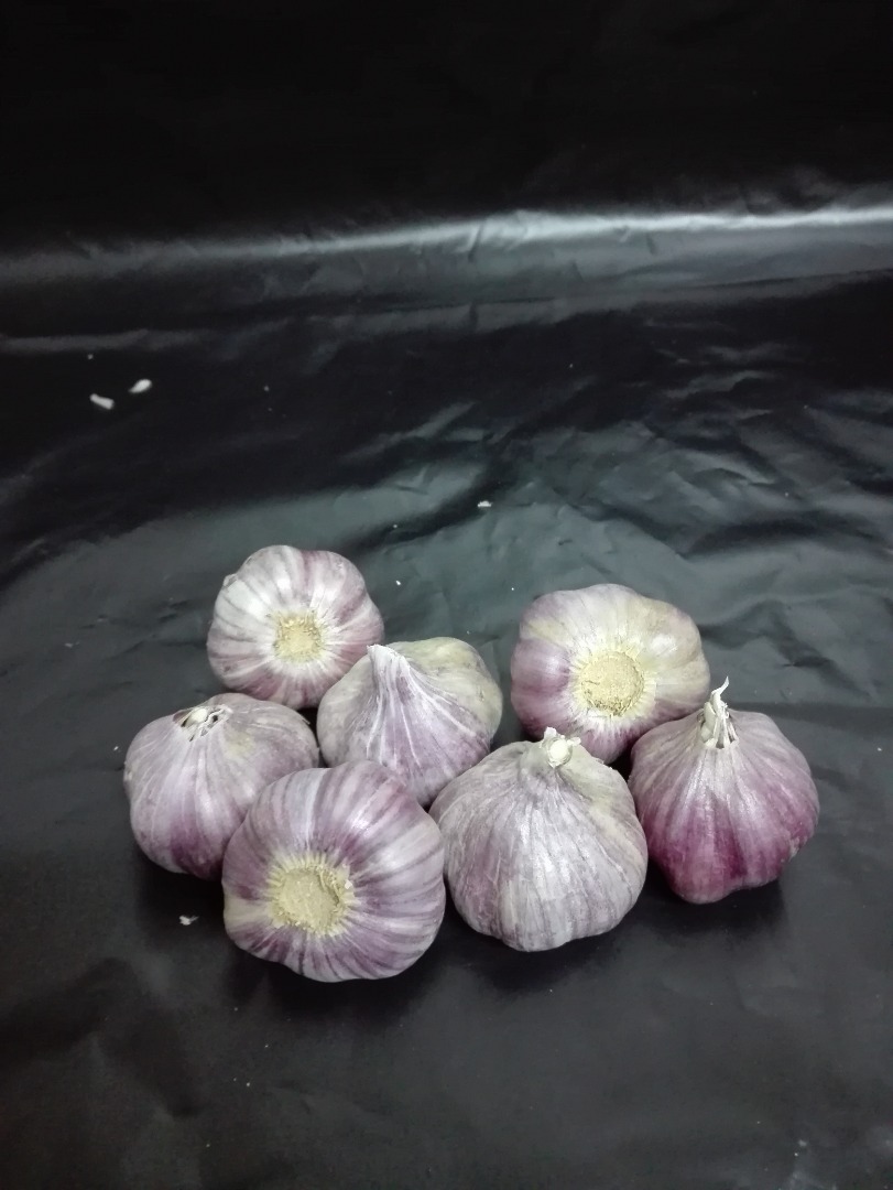 I will sell garlic variety Harnaś kalibere + 45 to 50 from my own farm, I have about 150,000 items