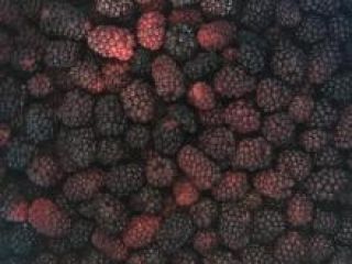 We are the leading exporter of blackberries, please contact