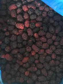 We are the leading exporter of blackberries, please contact me if you are interested