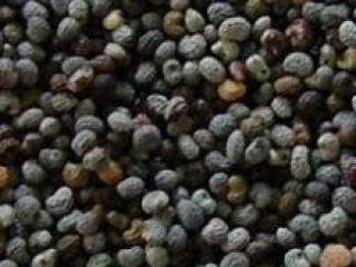 We are the leading exporter of poppy seed, please