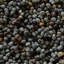We are the leading exporter of poppy seed, please contact me if you are interested