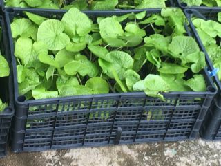Acclimatized to Polish conditions! Orders: Note plants are sent