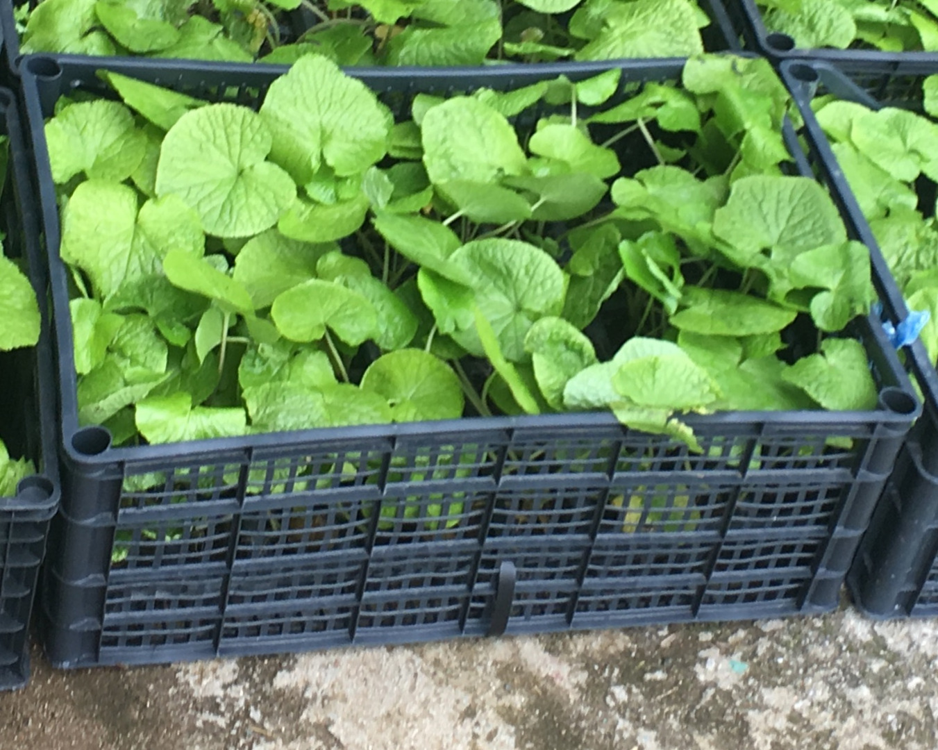 Acclimatized to Polish conditions! Orders: Note plants are sent every week only from Monday to Wednesday