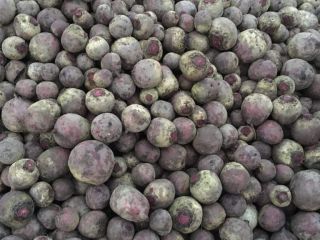 We are selling beetroots (Pablo, Babybeat). Pablo - A