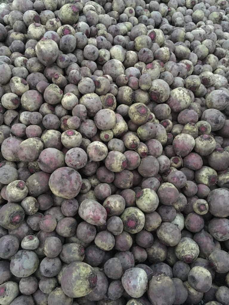 We are selling beetroots (Pablo, Babybeat)
