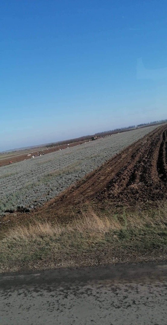 Lavender seedlings of paradise and seitopolis price 0.12lv to 0.08lv depending on the number of wire