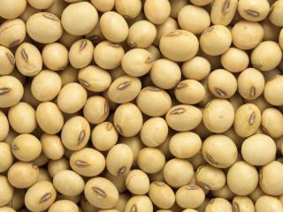We sell soybean oil and soybean animal meal directly