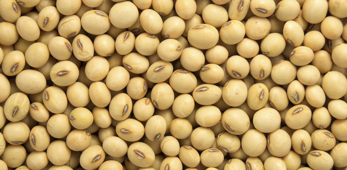 We sell soybean oil and soybean animal meal directly from producer in Ukraine