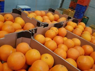 Hello, I will sell wholesale quantities of oranges from