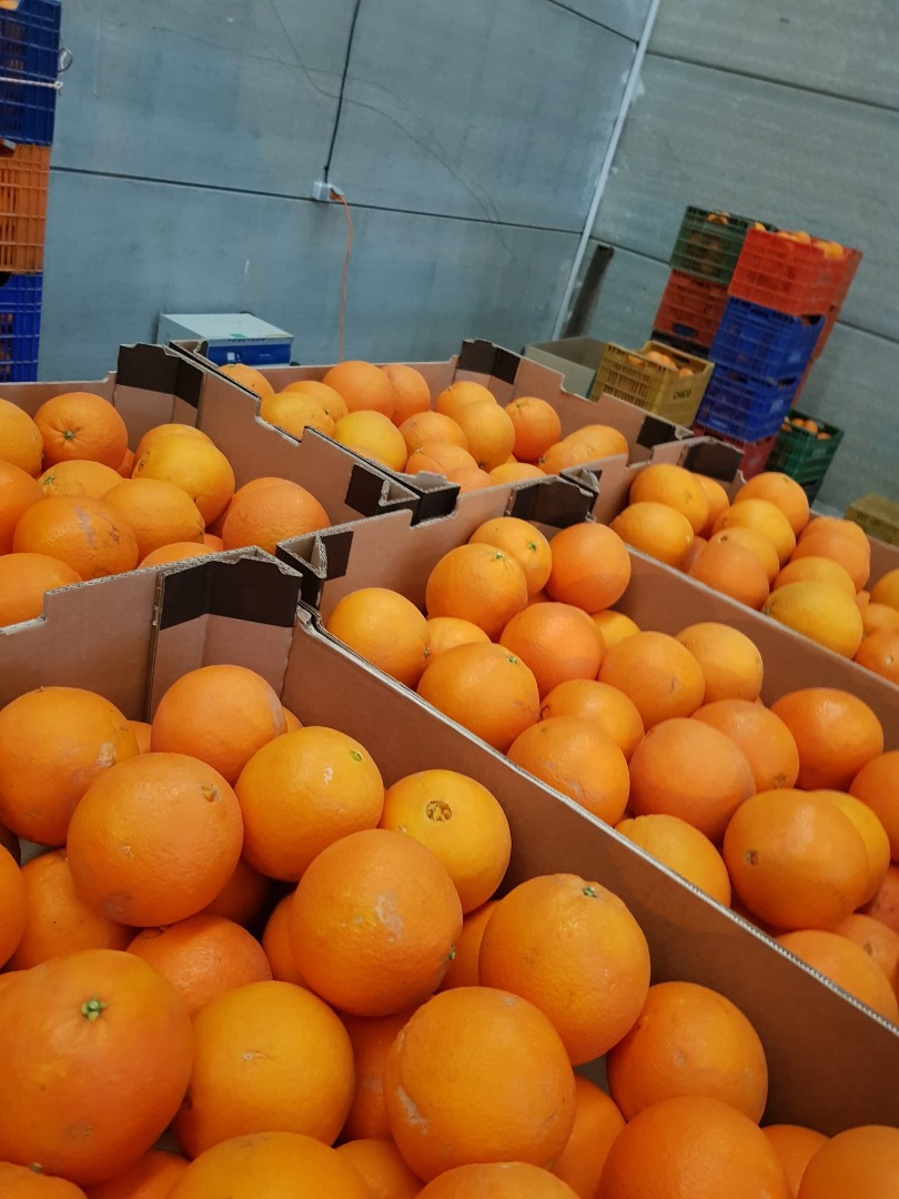 Hello, I will sell wholesale quantities of oranges from Spain