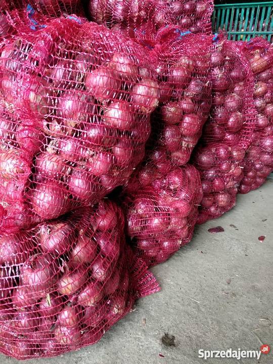 we have fresh harvest of red and yellow onion, Caliber :55+ please contact directly, call: email: wechat:omarkjerry0