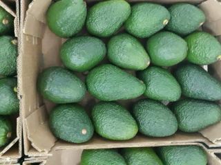 AVOCADO HASS, caliber 14-20, 4 kg box, origin Morocco