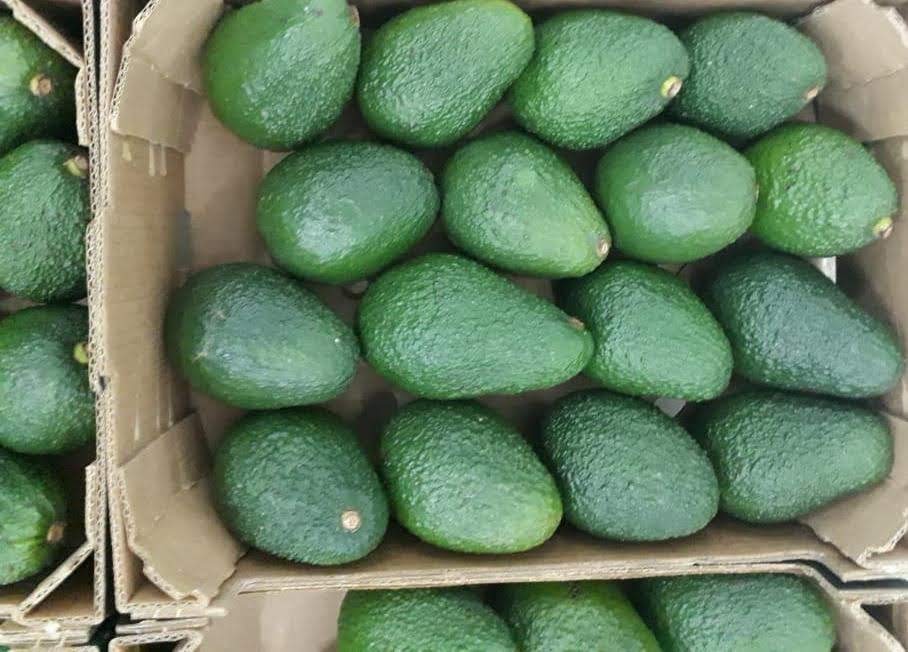 AVOCADO HASS, caliber 14-20, 4 kg box, origin Morocco