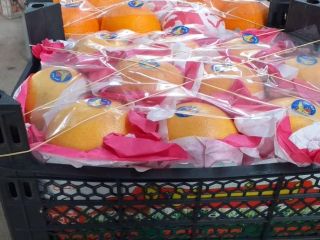 sell wholesale quantities of oranges from Syria . Caliber